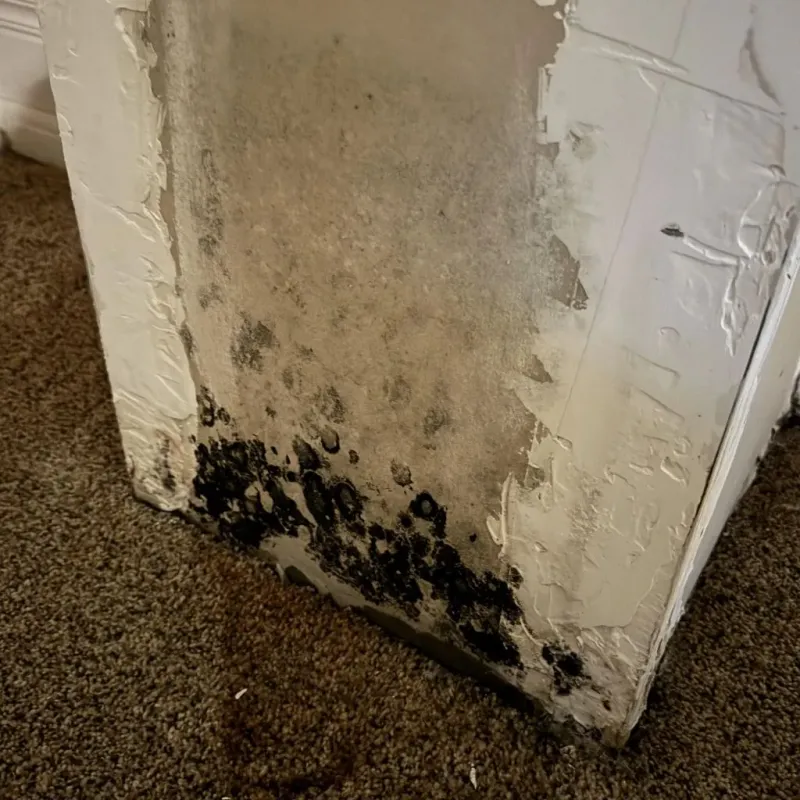 Professional Mold Removal in Cedar Park, TX